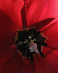Potted tulip in winter sun